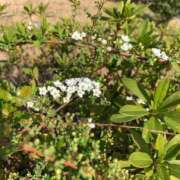 ヒメ日記 2025/03/25 09:29 投稿 いろは 完熟ばなな八王子