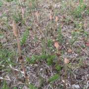 ヒメ日記 2025/03/31 07:29 投稿 いろは 完熟ばなな八王子