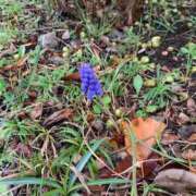 ヒメ日記 2025/04/06 16:43 投稿 いろは 完熟ばなな八王子