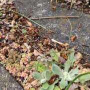 ヒメ日記 2025/04/13 11:59 投稿 いろは 完熟ばなな八王子