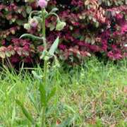 ヒメ日記 2025/04/20 07:09 投稿 いろは 完熟ばなな八王子