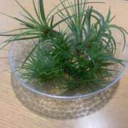 ヒメ日記 2025/05/06 10:39 投稿 いろは 完熟ばなな八王子