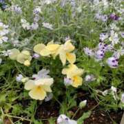 ヒメ日記 2025/05/11 06:39 投稿 いろは 完熟ばなな八王子