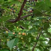 ヒメ日記 2025/05/29 15:29 投稿 いろは 完熟ばなな八王子