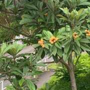 ヒメ日記 2025/06/08 11:50 投稿 いろは 完熟ばなな八王子