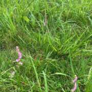 ヒメ日記 2025/06/15 13:59 投稿 いろは 完熟ばなな八王子