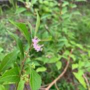 ヒメ日記 2025/07/02 21:59 投稿 いろは 完熟ばなな八王子