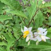 ヒメ日記 2025/07/22 06:09 投稿 いろは 完熟ばなな八王子