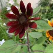 ヒメ日記 2025/07/27 10:59 投稿 いろは 完熟ばなな八王子