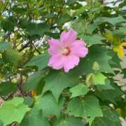 ヒメ日記 2025/08/10 12:29 投稿 いろは 完熟ばなな八王子