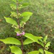 ヒメ日記 2025/08/26 13:29 投稿 いろは 完熟ばなな八王子