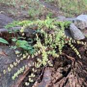 ヒメ日記 2025/09/08 15:09 投稿 いろは 完熟ばなな八王子