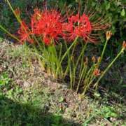 ヒメ日記 2025/09/23 07:43 投稿 いろは 完熟ばなな八王子