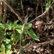 ヒメ日記 2025/09/28 07:19 投稿 いろは 完熟ばなな八王子