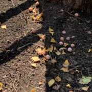 ヒメ日記 2025/10/17 17:39 投稿 いろは 完熟ばなな八王子