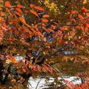 ヒメ日記 2025/11/03 19:39 投稿 いろは 完熟ばなな八王子