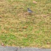 ヒメ日記 2025/11/30 15:59 投稿 いろは 完熟ばなな八王子