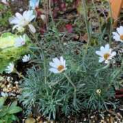 ヒメ日記 2026/01/12 17:59 投稿 いろは 完熟ばなな八王子