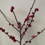 いろは こんにちは☀️ 完熟ばなな八王子