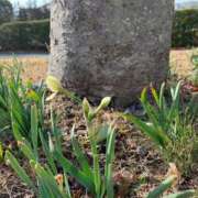 ヒメ日記 2026/02/07 06:49 投稿 いろは 完熟ばなな八王子