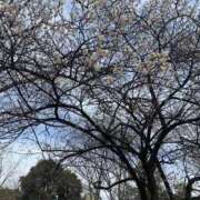 ヒメ日記 2026/02/21 08:09 投稿 いろは 完熟ばなな八王子