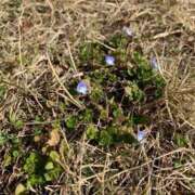 ヒメ日記 2026/03/13 07:19 投稿 いろは 完熟ばなな八王子