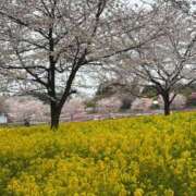 ヒメ日記 2025/04/11 11:48 投稿 ゆうな 熟女の風俗最終章 高崎店