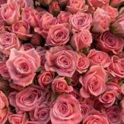 ヒメ日記 2025/03/29 16:51 投稿 遠藤 優里 超LEXUS