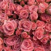 ヒメ日記 2025/03/30 02:01 投稿 遠藤 優里 超LEXUS