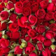 ヒメ日記 2025/04/10 00:51 投稿 遠藤 優里 超LEXUS