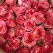 ヒメ日記 2025/04/13 17:11 投稿 遠藤 優里 超LEXUS