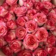 ヒメ日記 2025/04/14 02:01 投稿 遠藤 優里 超LEXUS