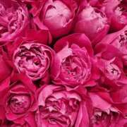 ヒメ日記 2025/04/26 17:51 投稿 遠藤 優里 超LEXUS