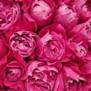 ヒメ日記 2025/04/27 02:01 投稿 遠藤 優里 超LEXUS