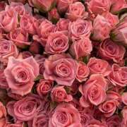 ヒメ日記 2025/04/27 17:02 投稿 遠藤 優里 超LEXUS