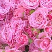 ヒメ日記 2025/05/16 16:51 投稿 遠藤 優里 超LEXUS