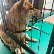 ヒメ日記 2025/05/17 02:01 投稿 遠藤 優里 超LEXUS