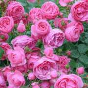 ヒメ日記 2025/05/25 01:51 投稿 遠藤 優里 超LEXUS