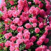 ヒメ日記 2025/05/26 01:41 投稿 遠藤 優里 超LEXUS