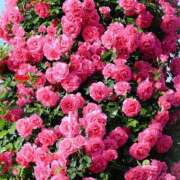 ヒメ日記 2025/05/31 01:42 投稿 遠藤 優里 超LEXUS