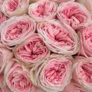 ヒメ日記 2025/06/07 17:02 投稿 遠藤 優里 超LEXUS