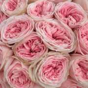 ヒメ日記 2025/06/08 02:01 投稿 遠藤 優里 超LEXUS