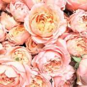 ヒメ日記 2025/06/14 17:13 投稿 遠藤 優里 超LEXUS