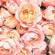 ヒメ日記 2025/06/15 01:41 投稿 遠藤 優里 超LEXUS