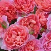 ヒメ日記 2025/06/16 01:31 投稿 遠藤 優里 超LEXUS