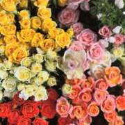 ヒメ日記 2025/07/02 17:02 投稿 遠藤 優里 超LEXUS