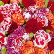 ヒメ日記 2025/07/13 16:51 投稿 遠藤 優里 超LEXUS