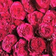 ヒメ日記 2025/07/16 16:51 投稿 遠藤 優里 超LEXUS