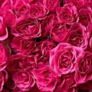 ヒメ日記 2025/07/17 16:51 投稿 遠藤 優里 超LEXUS