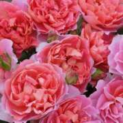 ヒメ日記 2025/07/20 16:51 投稿 遠藤 優里 超LEXUS